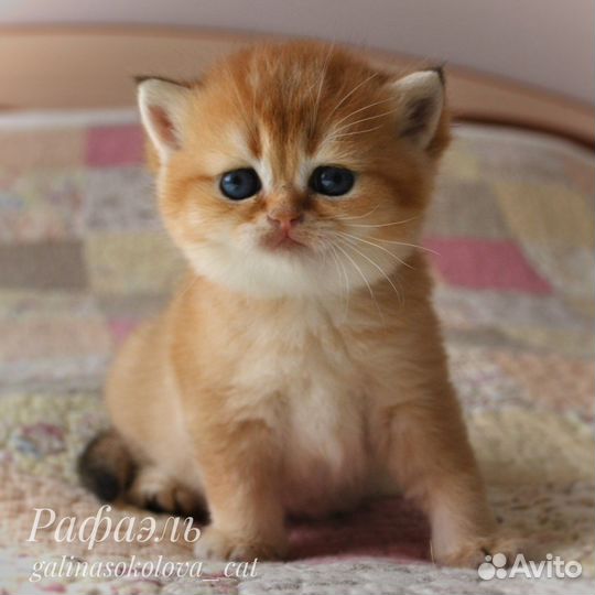 Котята британская золотая шиншилла