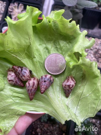 Лимиколярия, суббулина, фулика, занзибарика