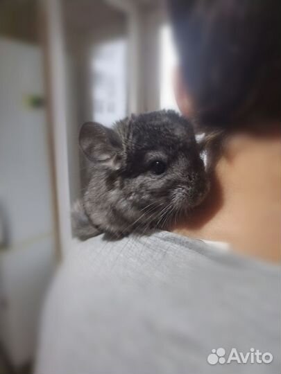 Шиншилла