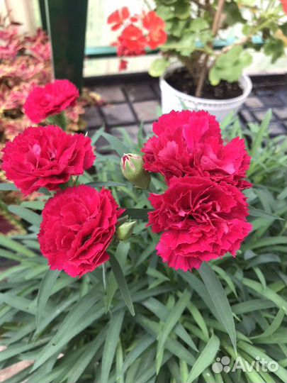 Ампельная гвоздика. Укоренённые черенки