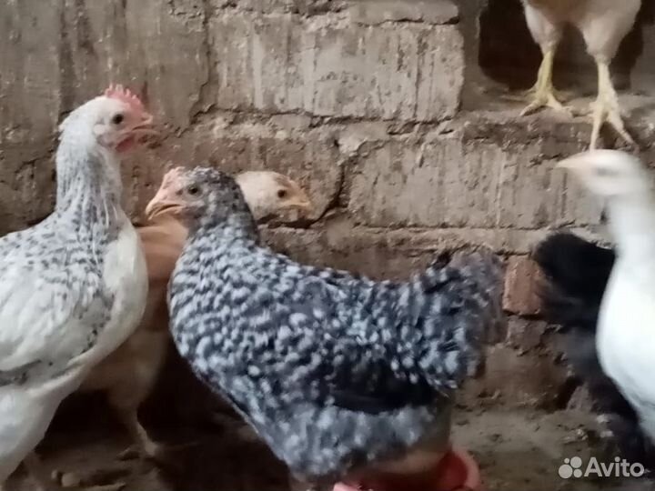Куры молодки несушки