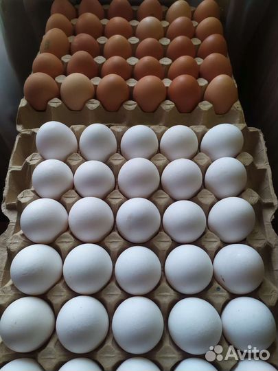 Яйцо куриное