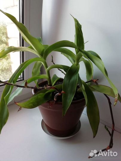 Растение золотой ус