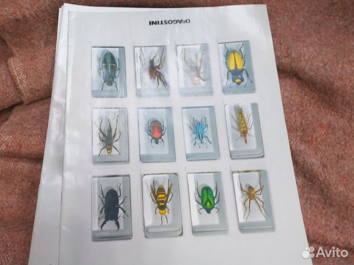 Колекция насекомых