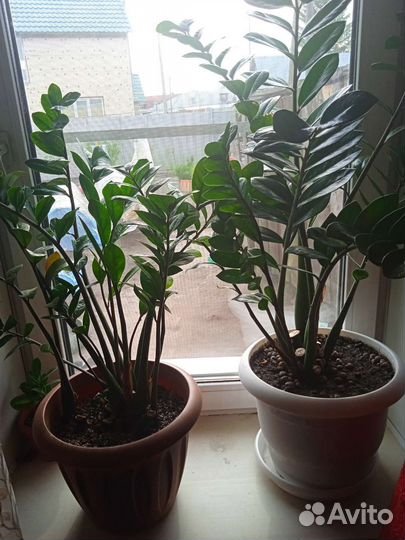 Замиокулькас