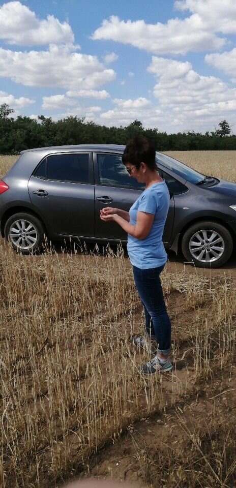 Toyota Auris: фото владельца