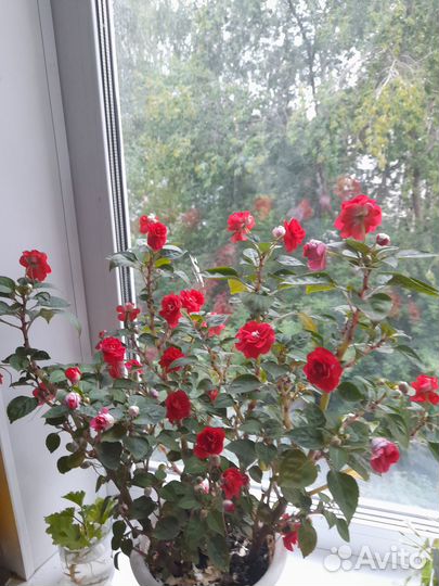 Бальзамин махровый