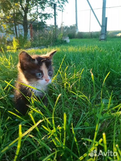 Котенок в добрые руки