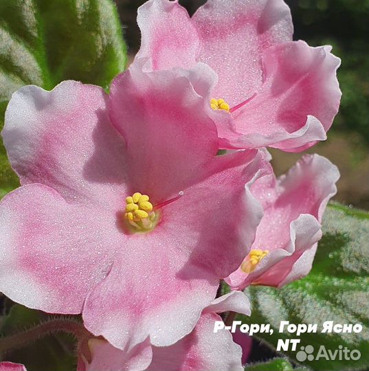 Сортовые фиалки