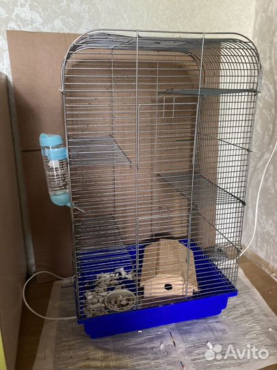 Крыса с клеткой