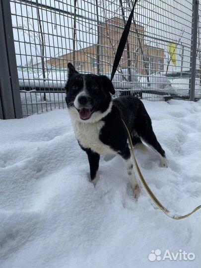 Бывшедомашней собачке в приюте очень тяжело