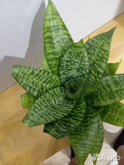 Щучий хвост