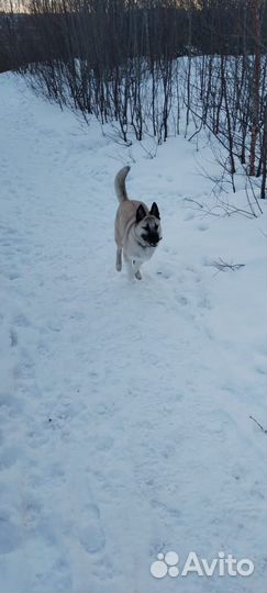 Собака в добрые руки отдам бесплатно