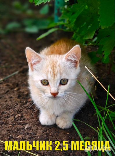 Котята вислоухие и страйт, бесплатно