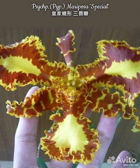 Орхидея Psychp.(Pyp.) Mariposa Special