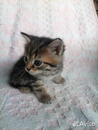 Отдам котят в добрые и любящие руки и сердца