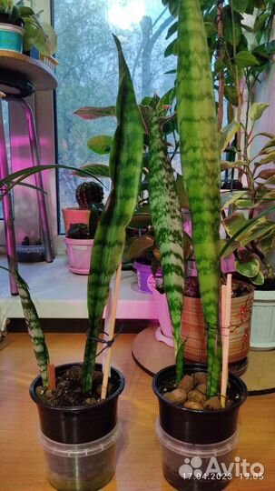 Сансевиерия