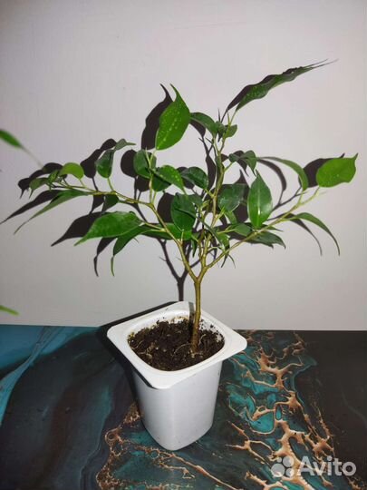 Фикус Наташа