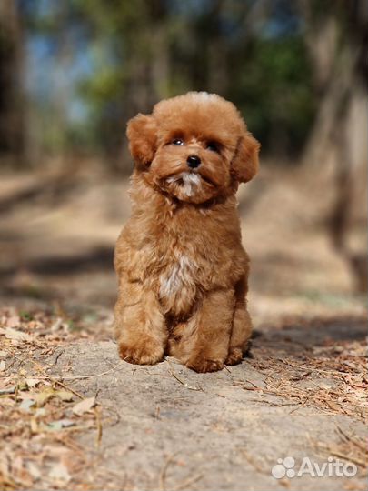 Тедди пудель девочка