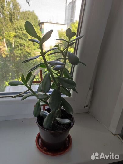 Толстянка(денежное дерево)