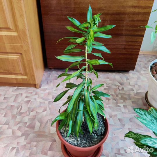 Драцена песня Индии