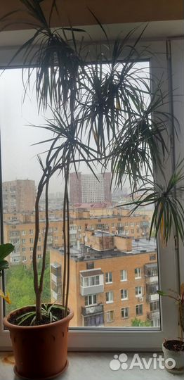 Фикус, Драцена, кактус 1.5 метра