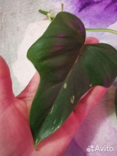 Филодендрон Минарум вариегатный