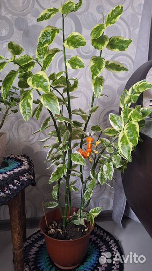 Педилантус