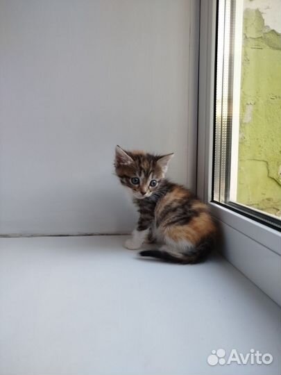 Котята