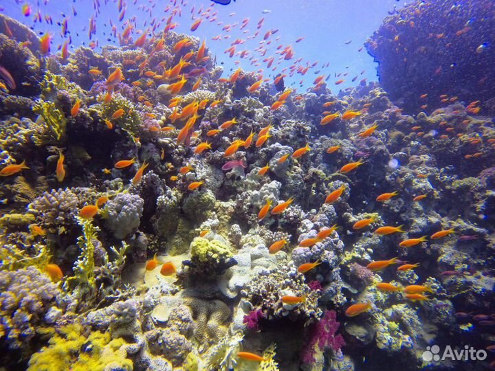 Чехол для телефона, чехол для подводной сьемки