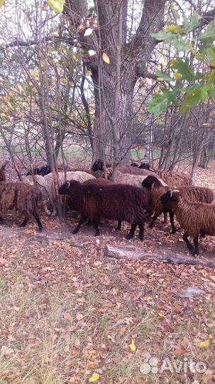 Эдильбаевские курдючные Бараны