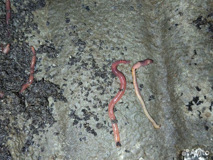 Червь для рыбалки старатель