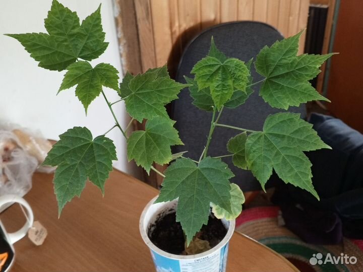 Пахистахис