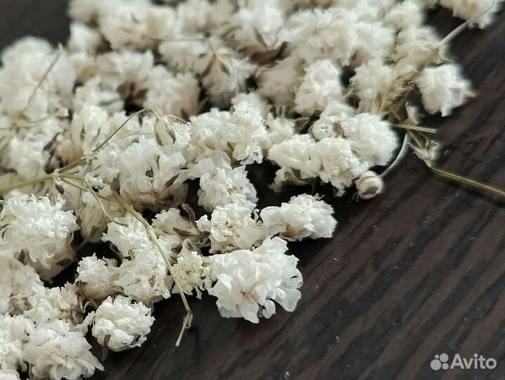 Гипсофила сухоцвет цветы для творчества