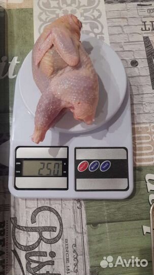 Техасский перепел