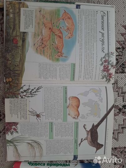 Энциклопедия для детей