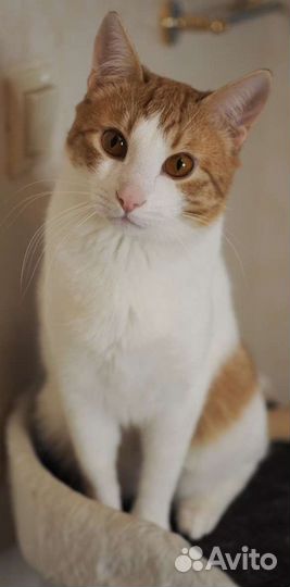 Солнечные котики в добрые руки