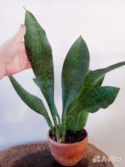 Сансевиерии разные