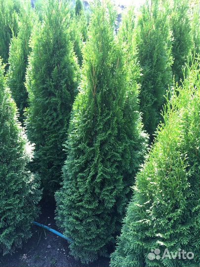 Шикарные туи оптом из питомника