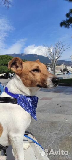 Парсон рассел терьер для вязки