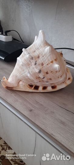 Продаётся ракушка