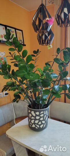 Замиокулькас