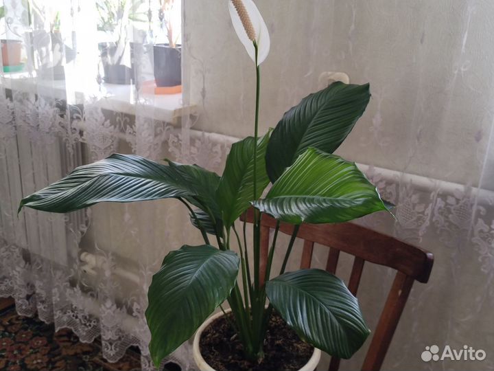 Спатифиллум