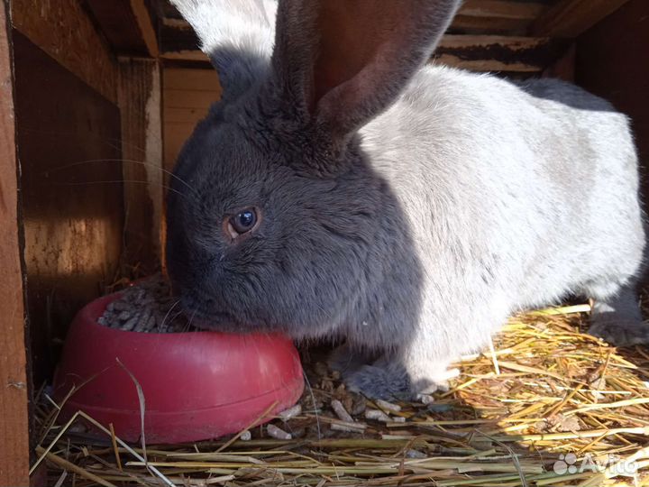 Кролики Ризен, Фландер, нзк