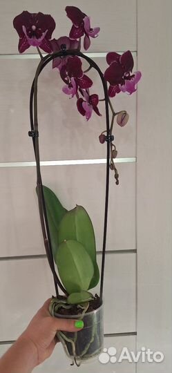 Орхидея фаленопсис Биг Лип Горячий Поцелуй