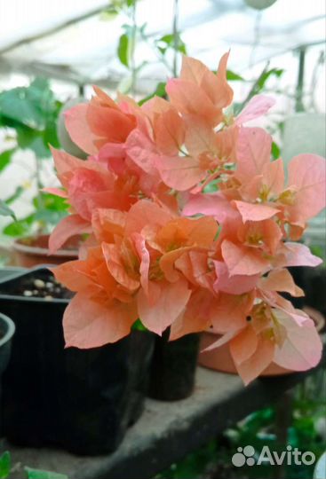 Бугенвиллея