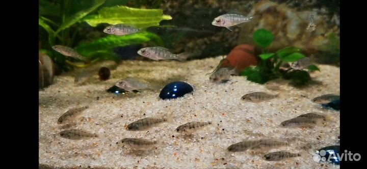 Cyrtocara moorii (цихлида голубой дельфин)