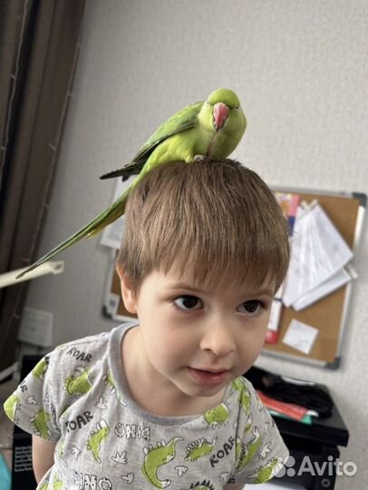 Ожереловый (индийский кольчатый)