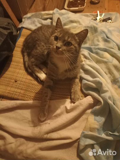 Кошка в надежные руки