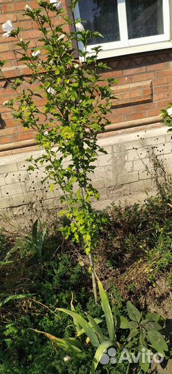 Цветок гибискус